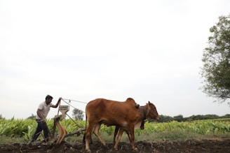 man in white shirt and black pants sitting on brown wooden chair beside brown cow during