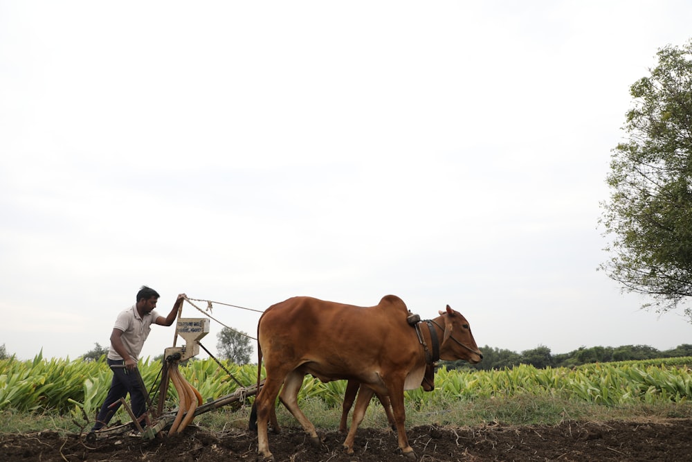 man in white shirt and black pants sitting on brown wooden chair beside brown cow during