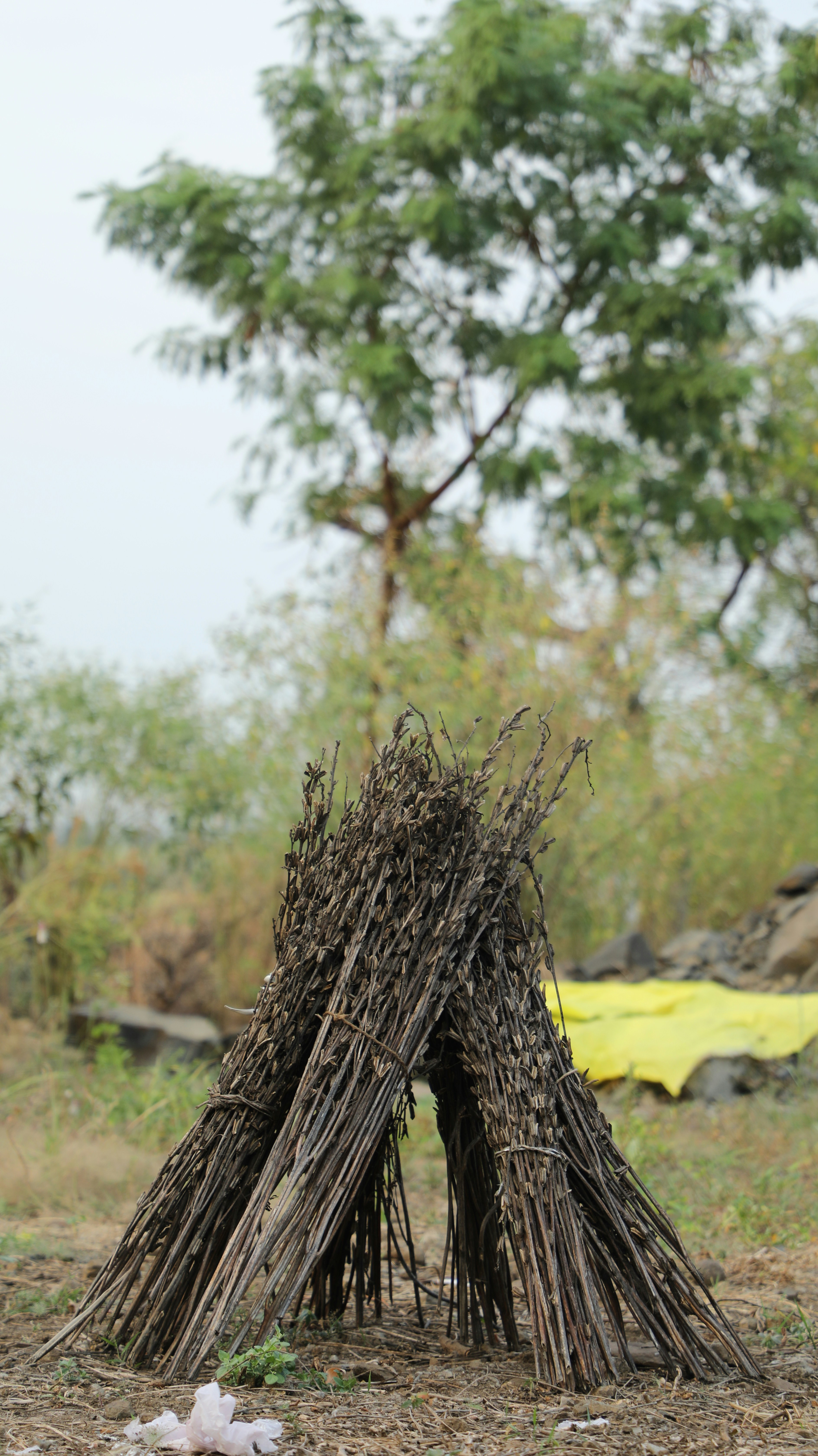 brown tree trunk on yellow sand during daytime