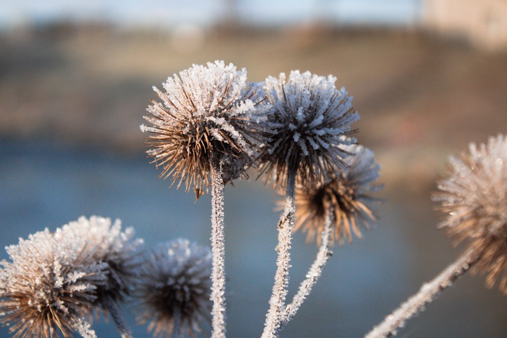 white and brown plant in close up photography