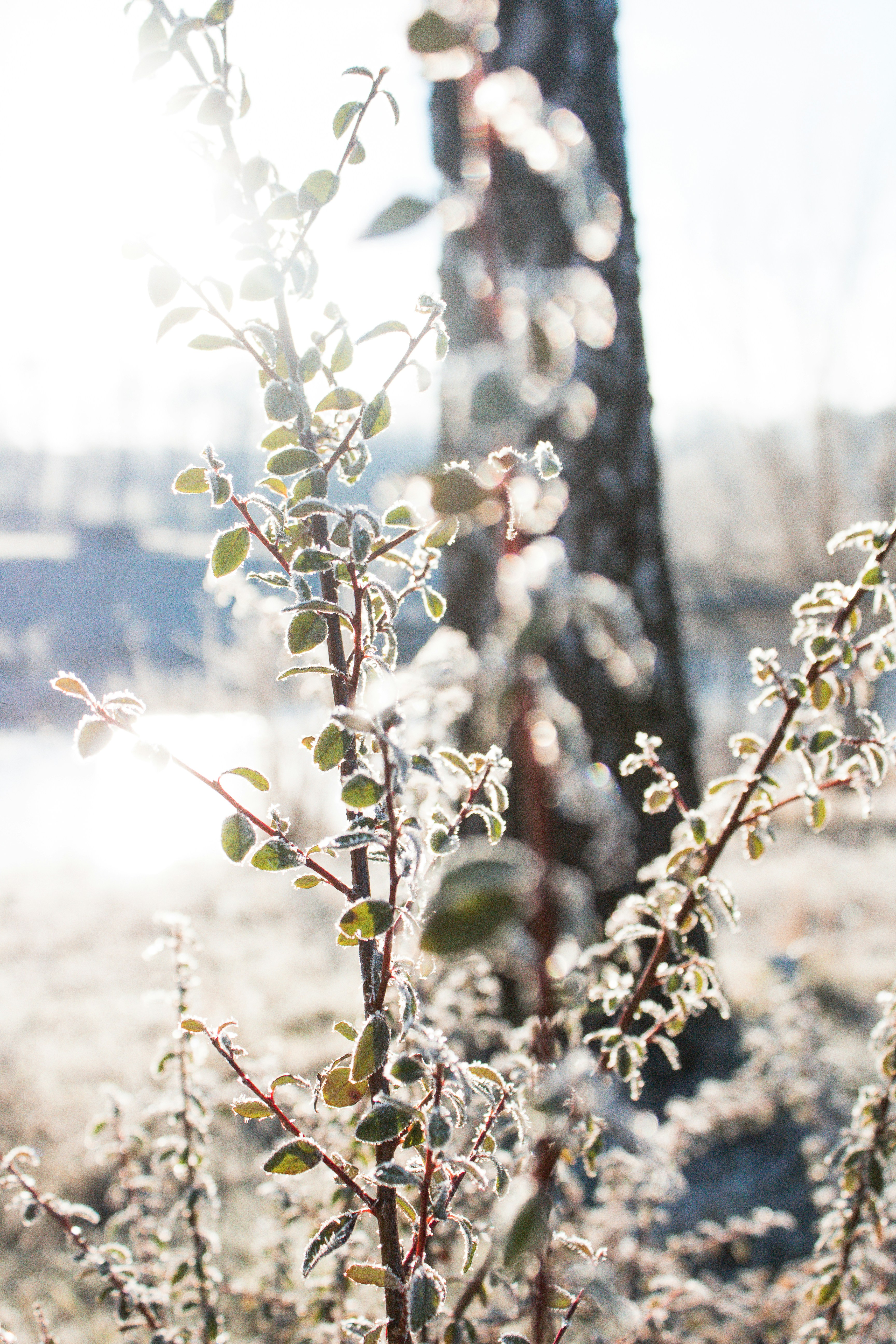 green plant with white flowers