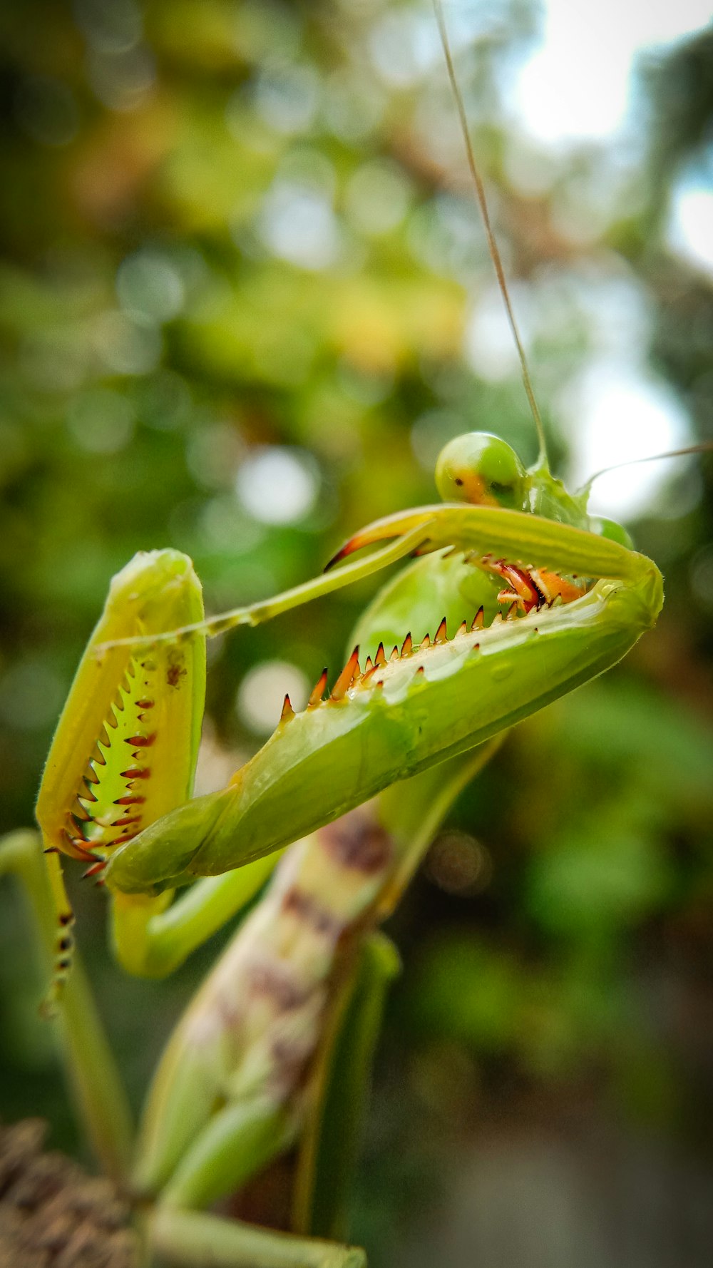 cavalletta verde su foglia verde in primo piano fotografia durante il giorno