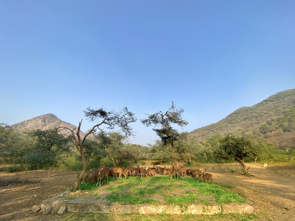 green trees on brown grass field near mountain under blue sky during daytime