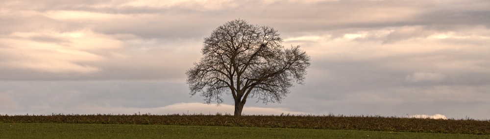 Arbre sans feuilles sur un champ d’herbe verte pendant la journée