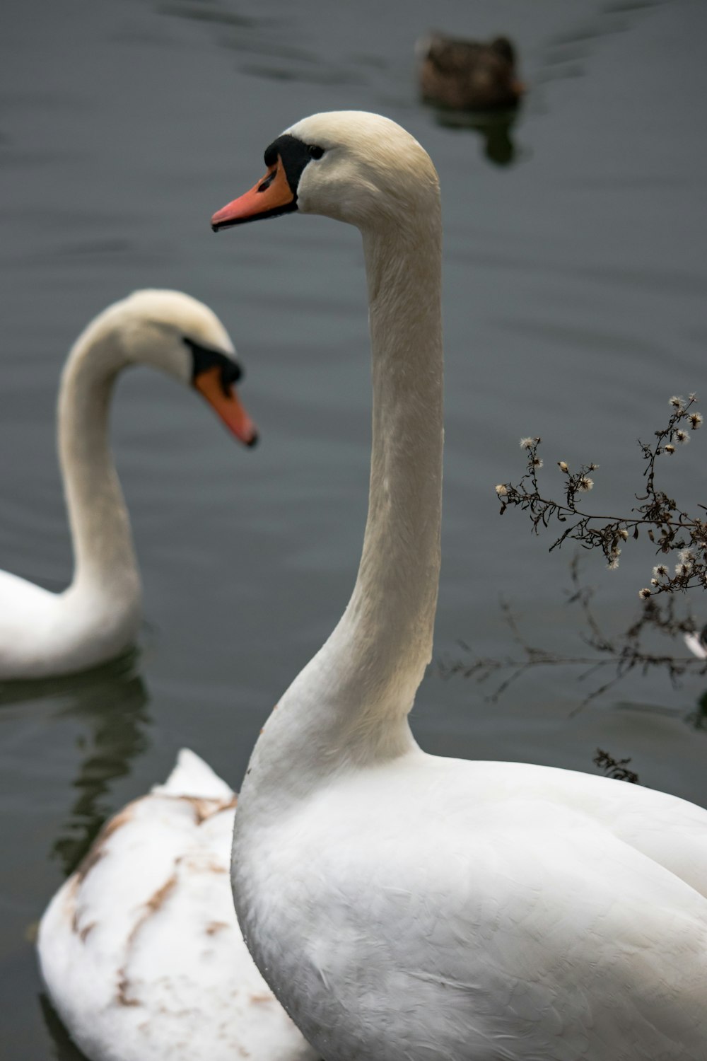 white swan on water during daytime