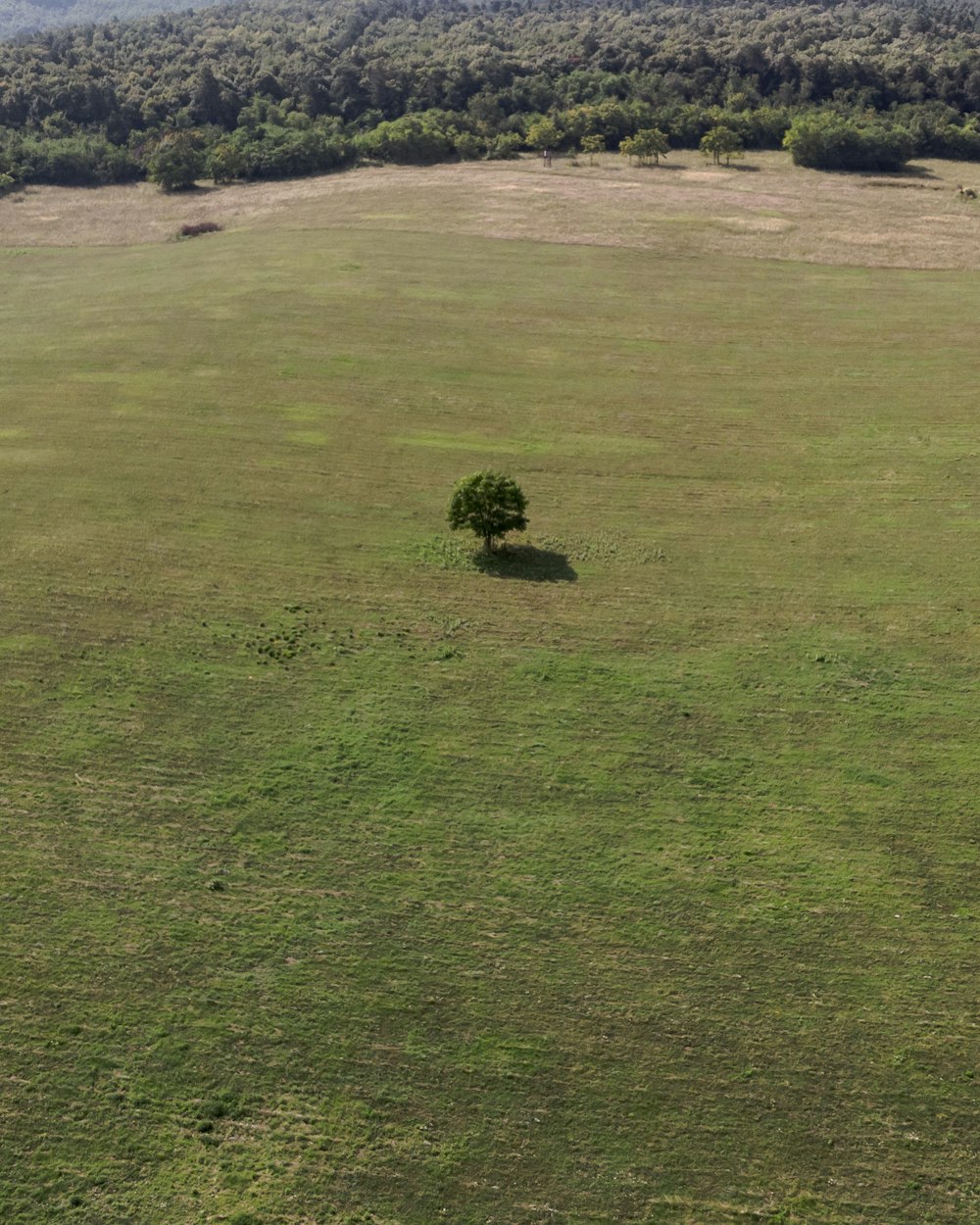 green grass field during daytime