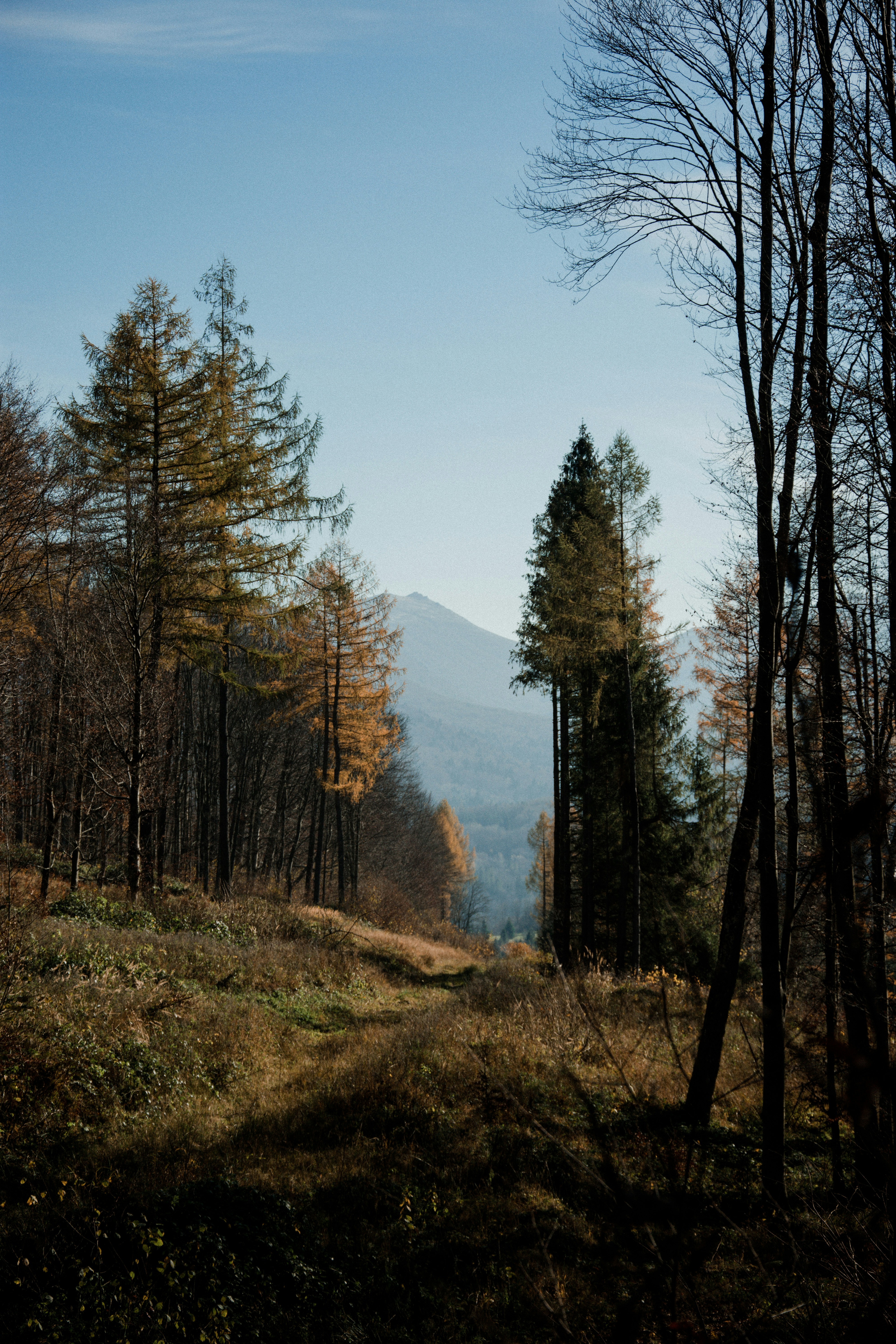 green trees on green grass field during daytime