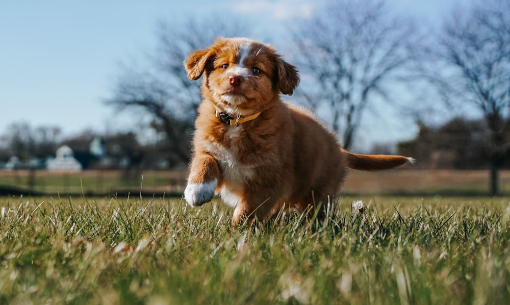 brown and white long coated dog on green grass field during daytime