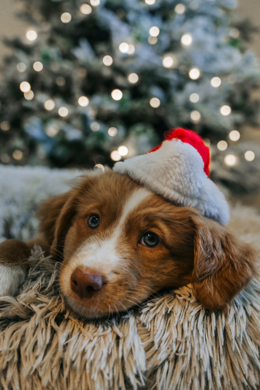 brown and white short coated dog wearing gray and white santa hat
