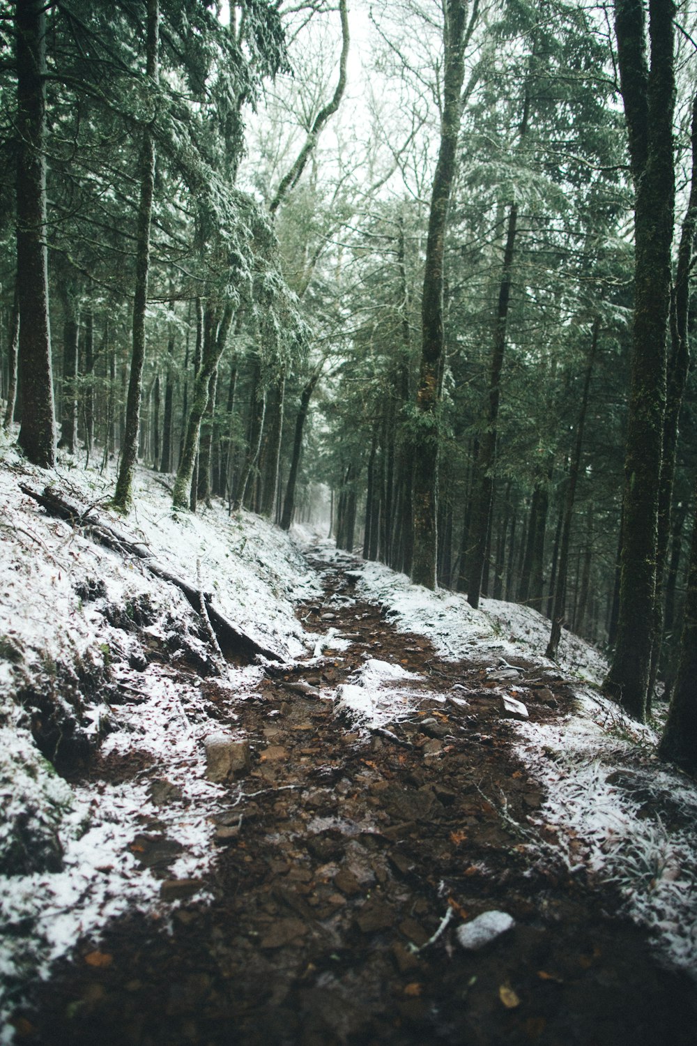 green trees on rocky ground during daytime