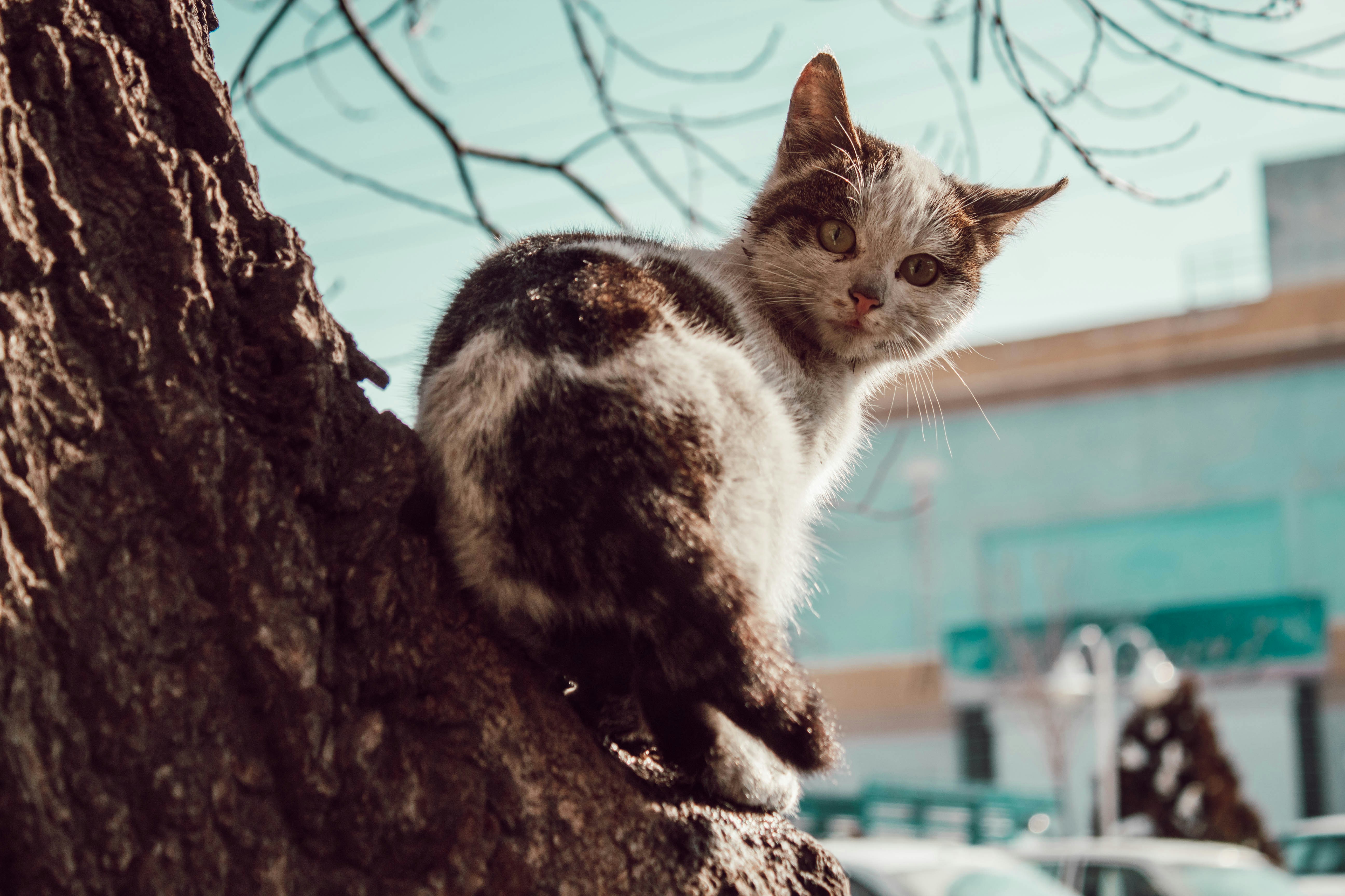 9 lives isn't enough to capture the amazing-ness of cats. You need high-quality, professionally photographed images to do that. Unsplash's collection of cat images capture the wonder of the kitty in high-definition, and you can use these images however you wish for free.