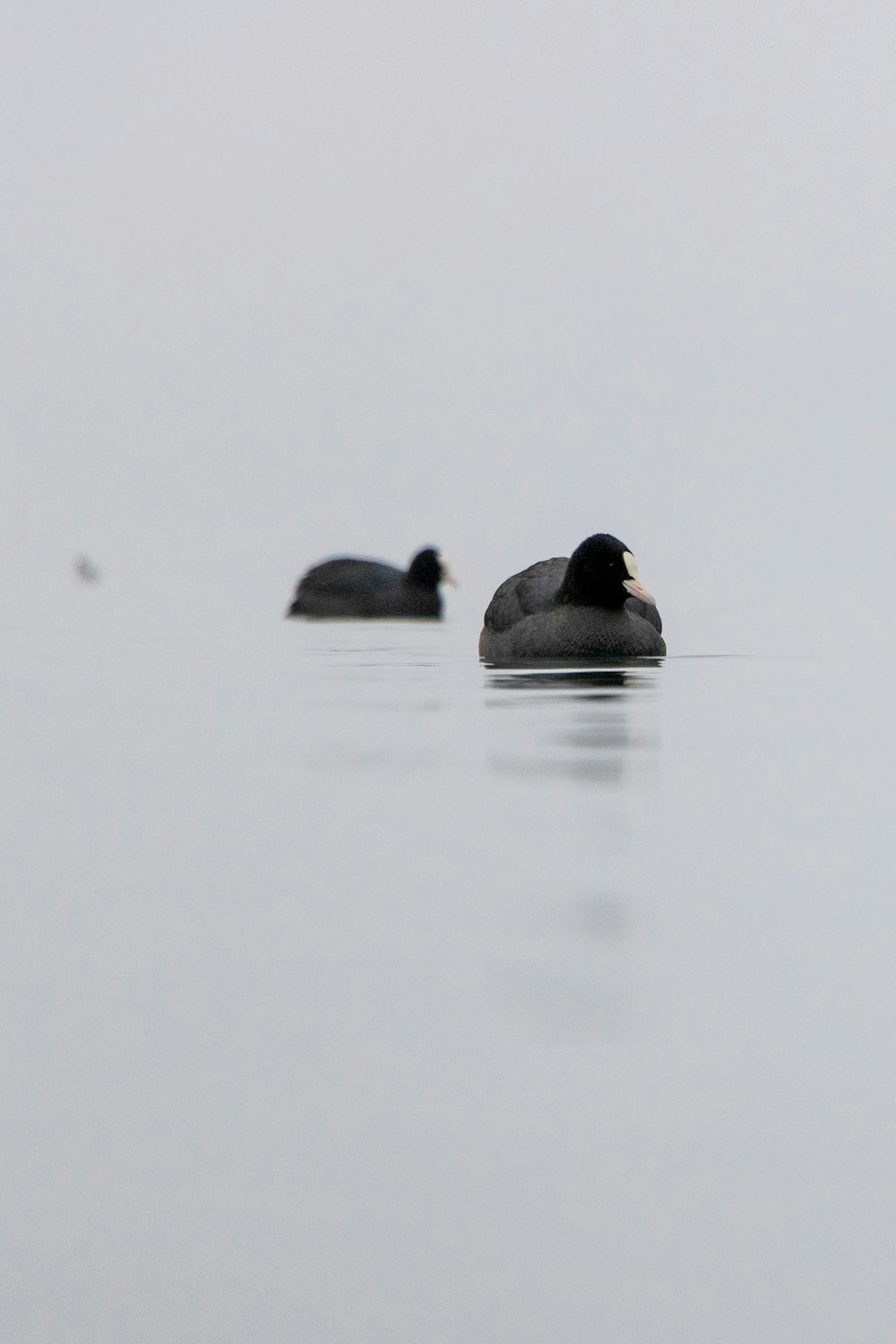 2 black duck on water