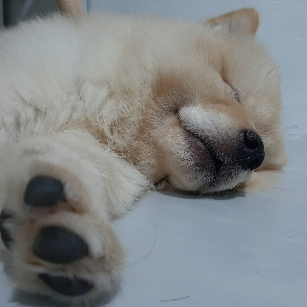 The Cosy Dog Bed