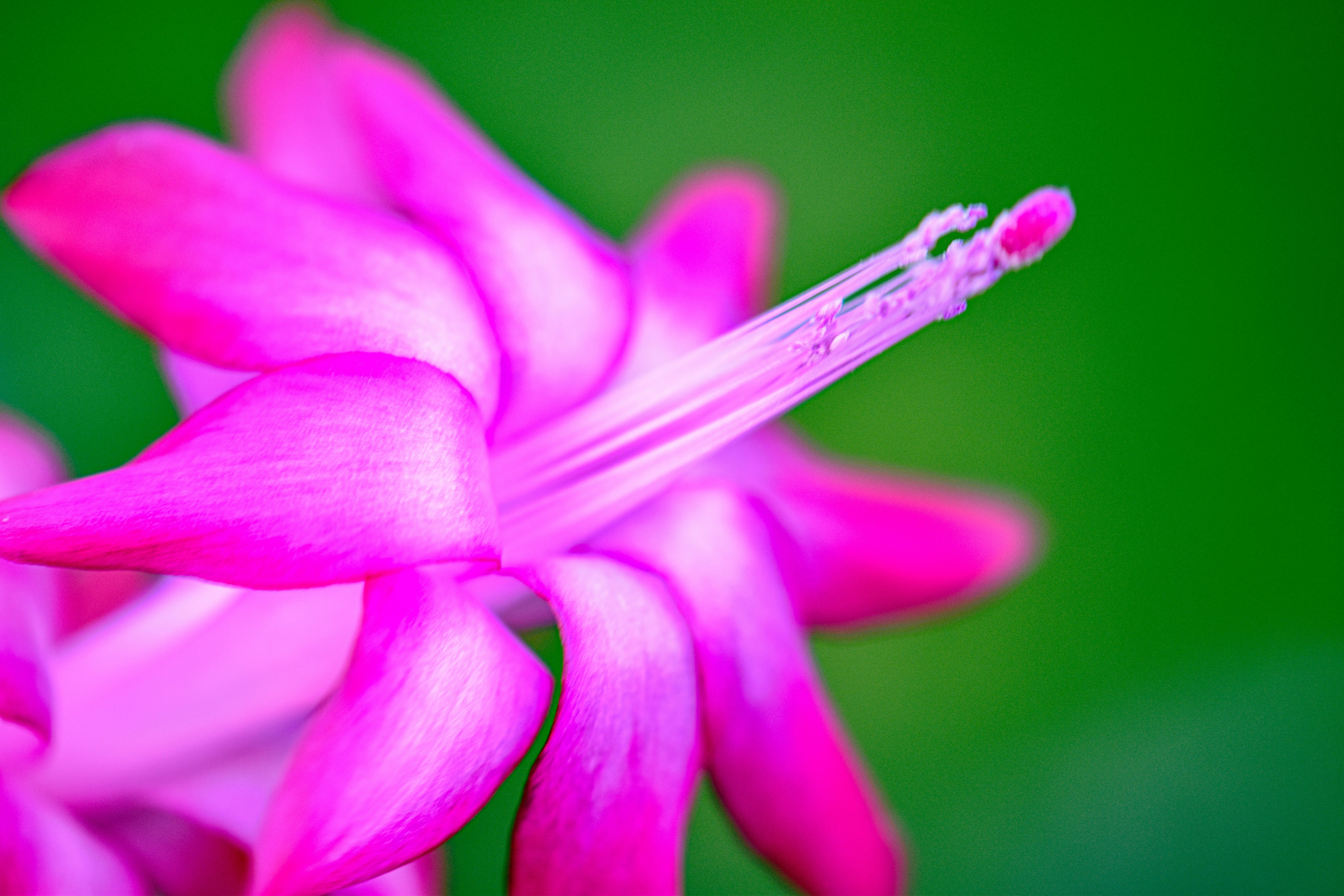 Small tropical cereus flower in full bloom