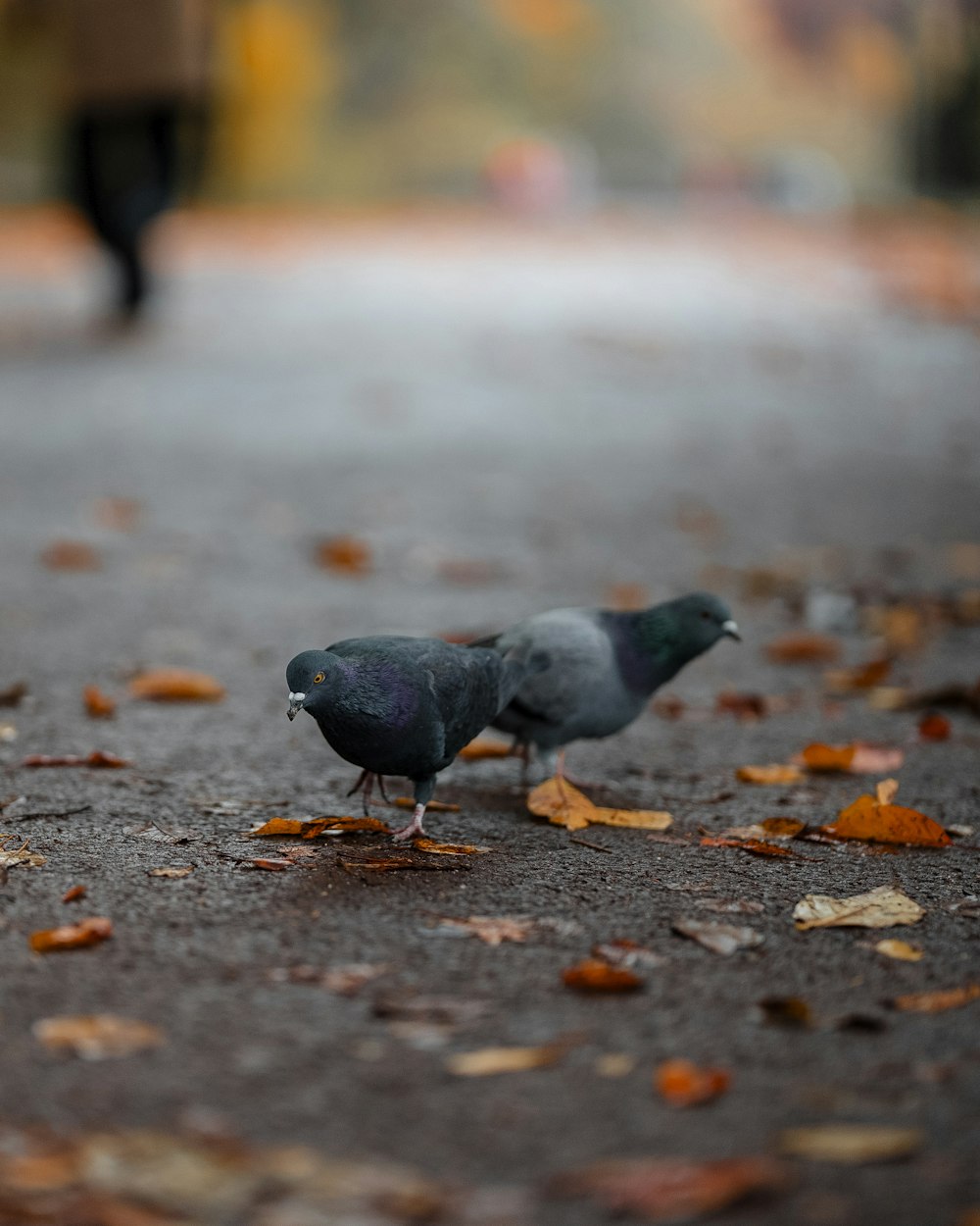 black bird on gray concrete floor