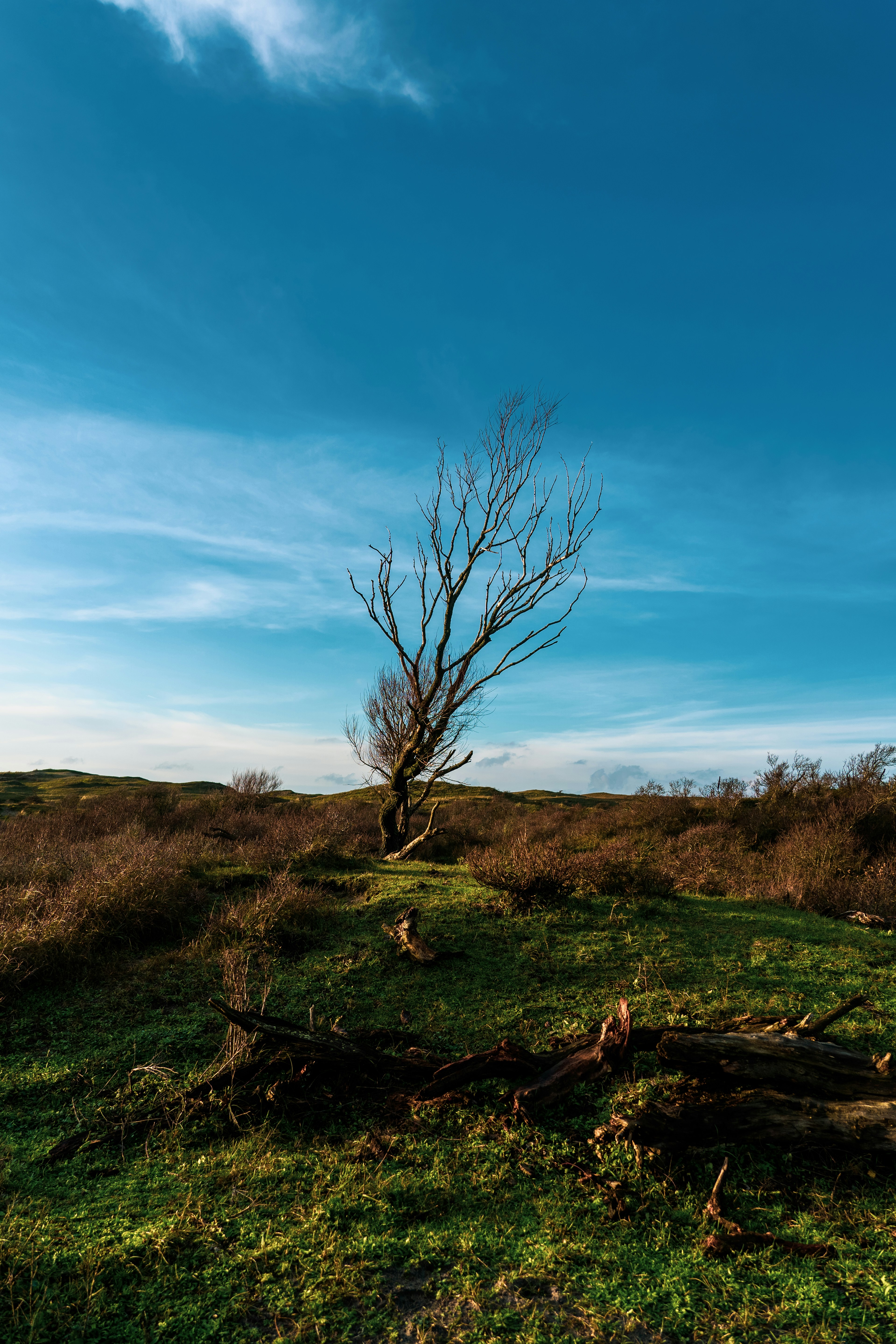 Photo by mitchelanneveldt