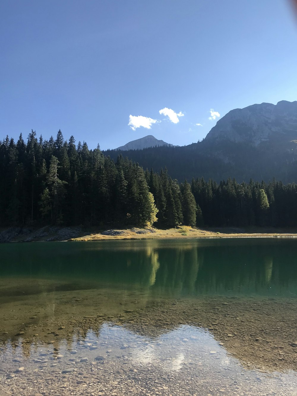 green trees near lake during daytime