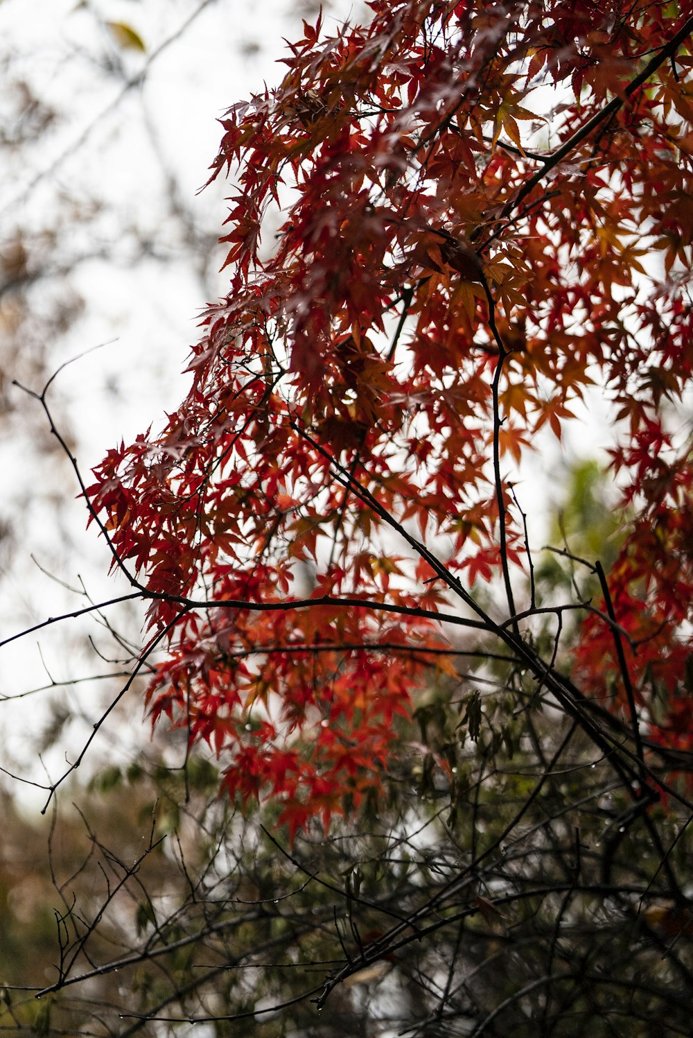 red leaves on tree branch