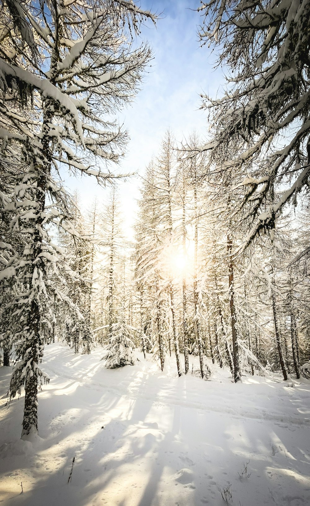 snow covered trees under blue sky during daytime