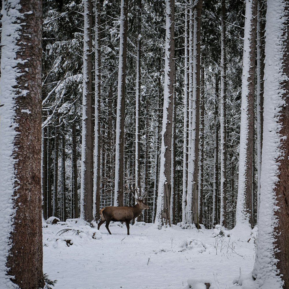 veado marrom no solo coberto de neve perto de árvores durante o dia