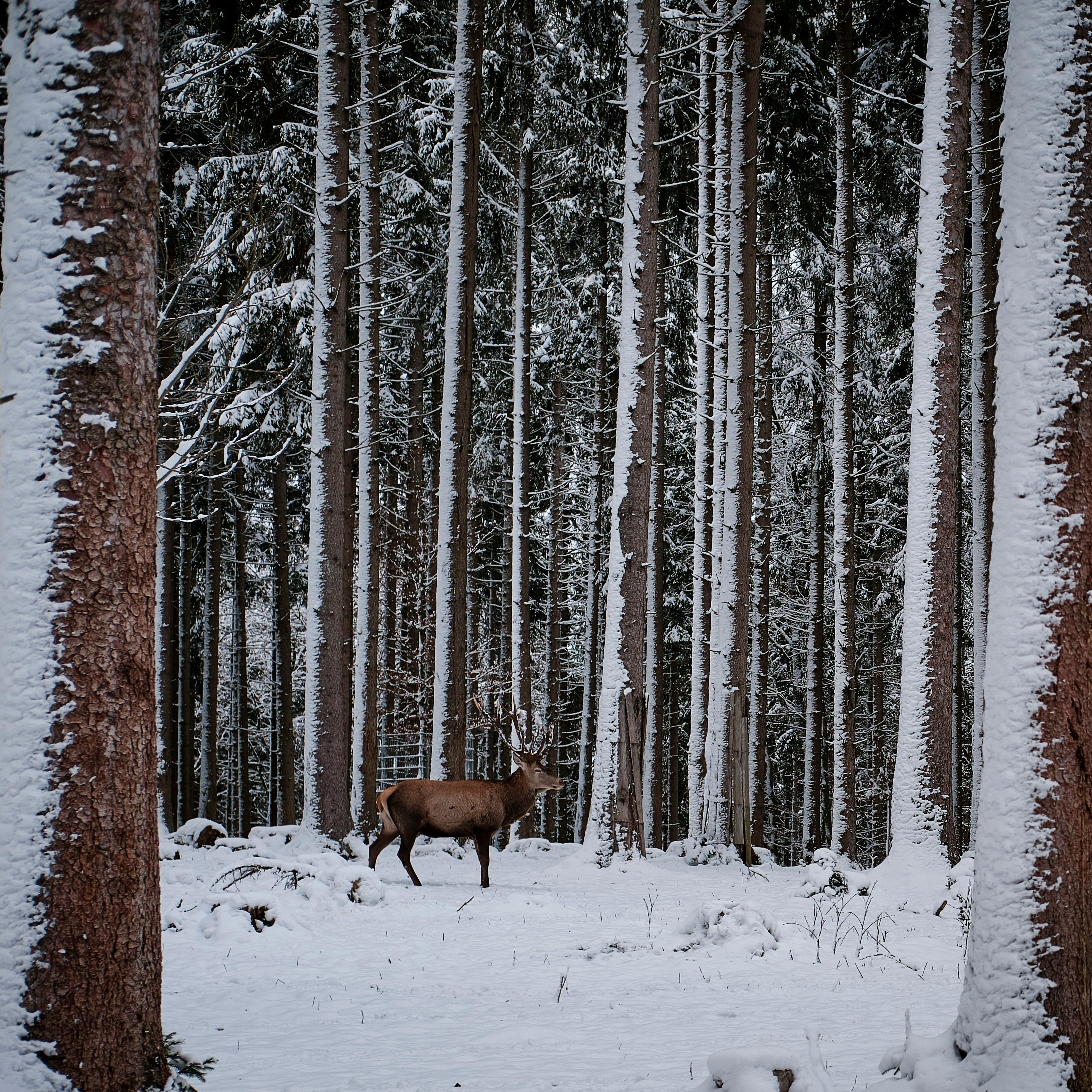 brown deer on snow covered ground near trees during daytime