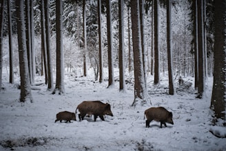 brown animal on snow covered ground