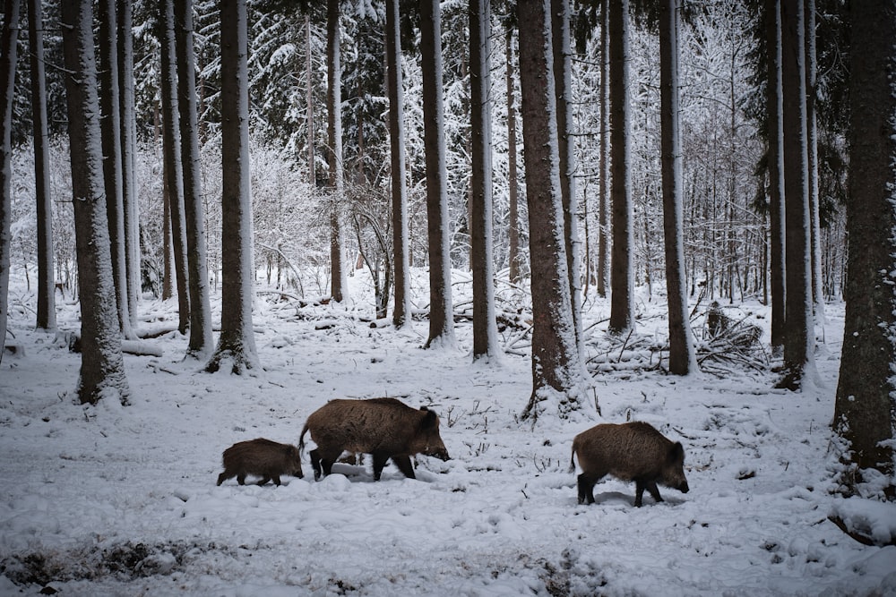 animale marrone su terreno coperto di neve