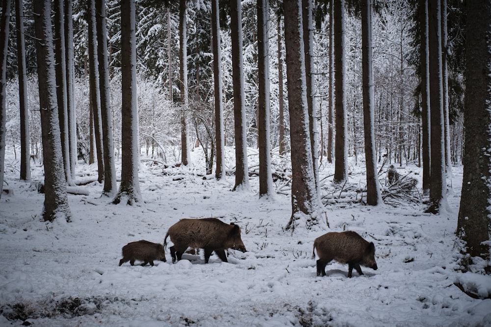 animal brun sur sol enneigé