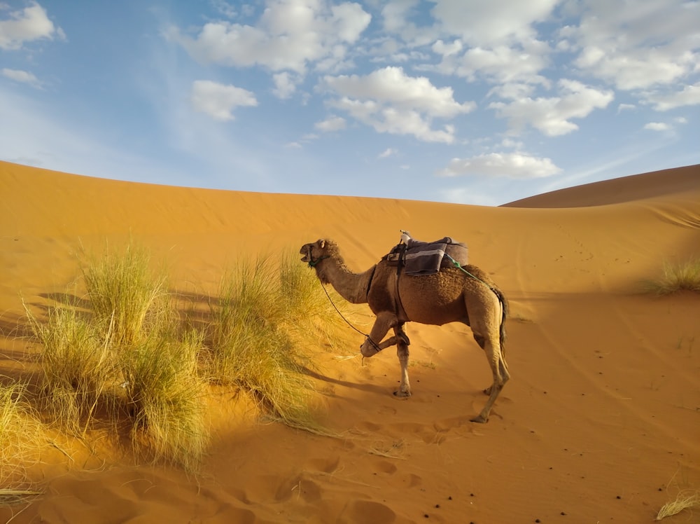 brown camel on brown sand during daytime