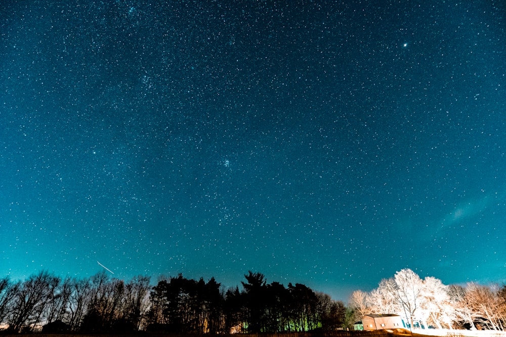 green trees under blue sky during night time