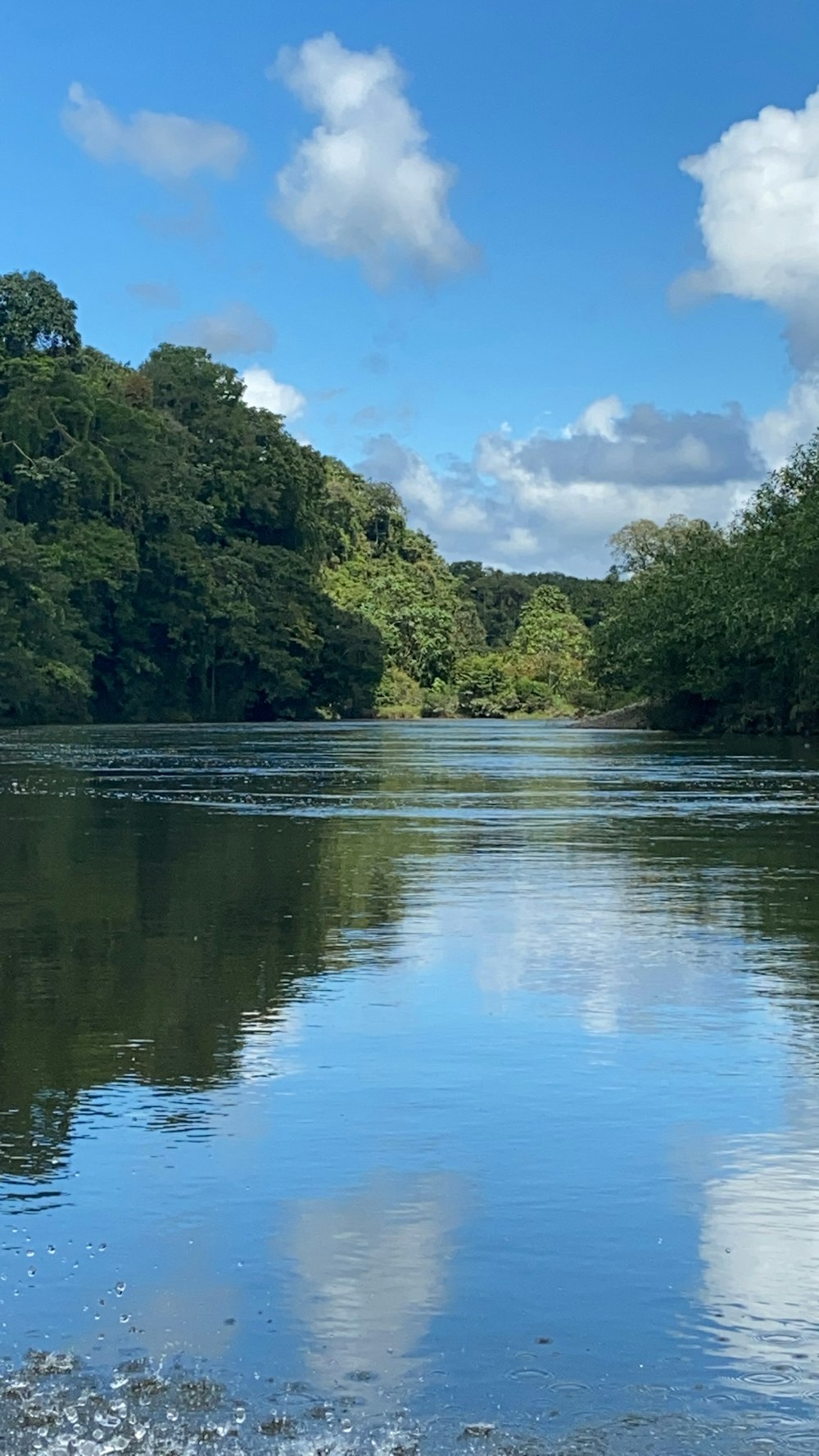 arbres verts au bord de la rivière sous le ciel bleu pendant la journée