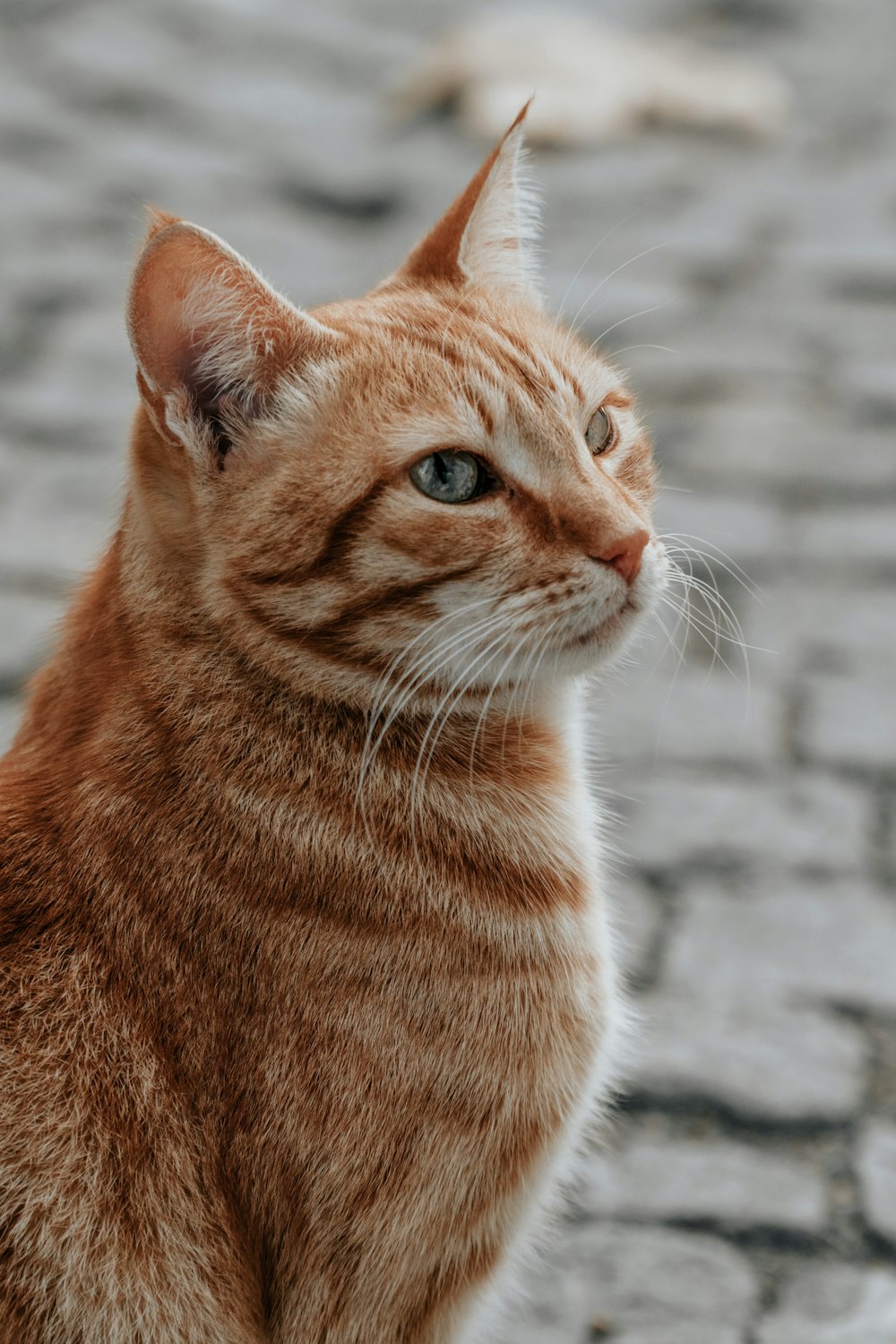 orange tabby cat in close up photography