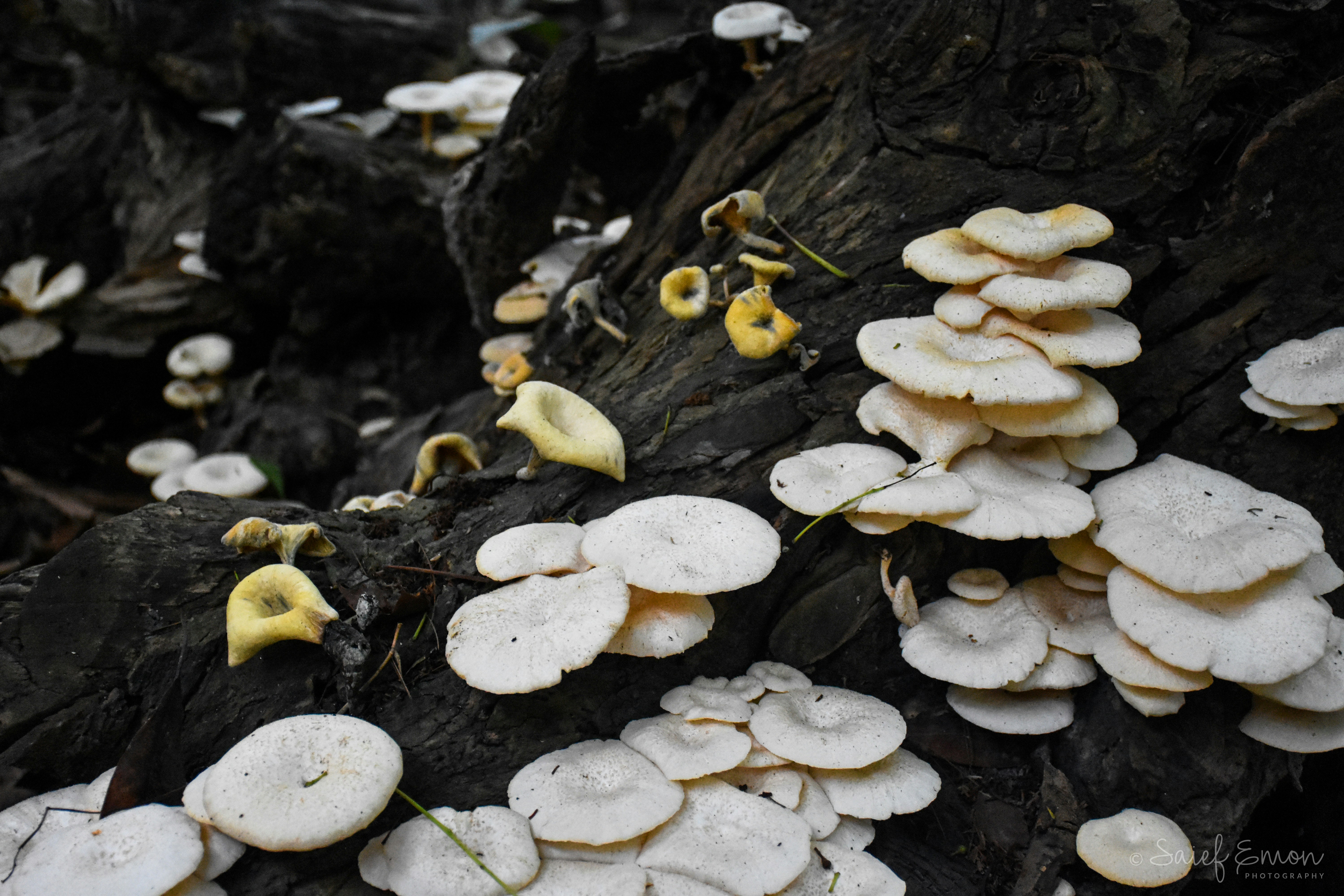 Photo by saiefalemon