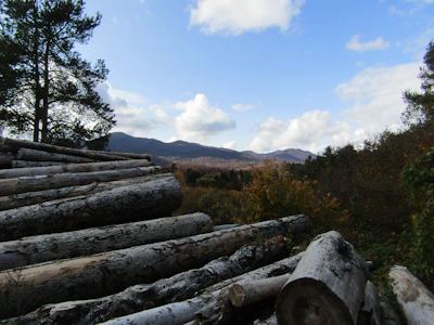 A chainsaw resting on logs with a scenic mountain background at sunset.
