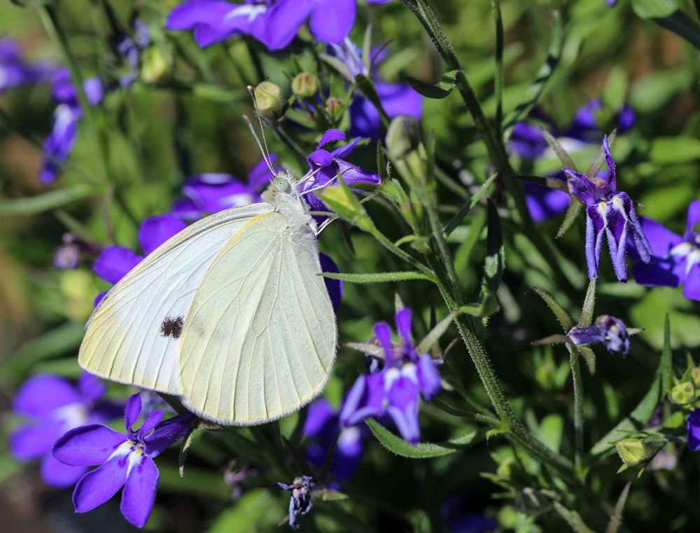 farfalla bianca appollaiata su fiore viola nella fotografia ravvicinata durante il giorno