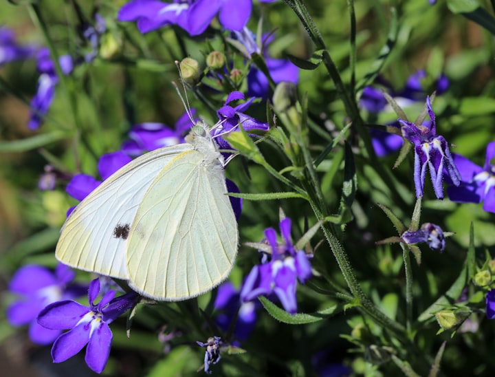 White Butterfly Spiritual Meaning