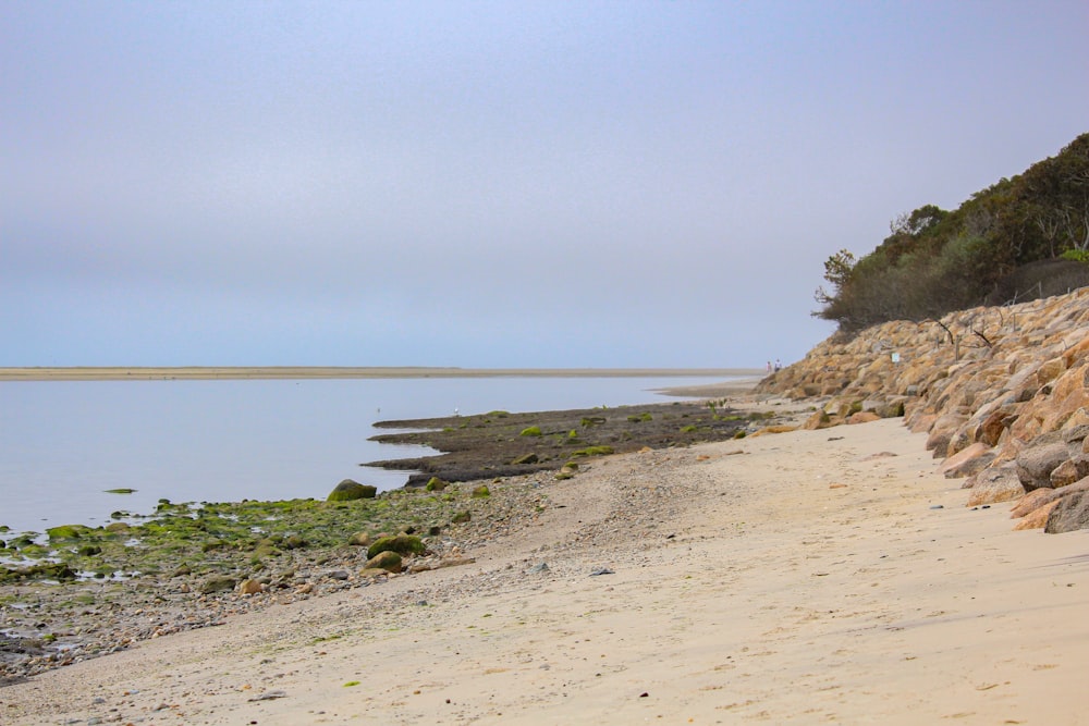 green grass on brown sand near body of water during daytime