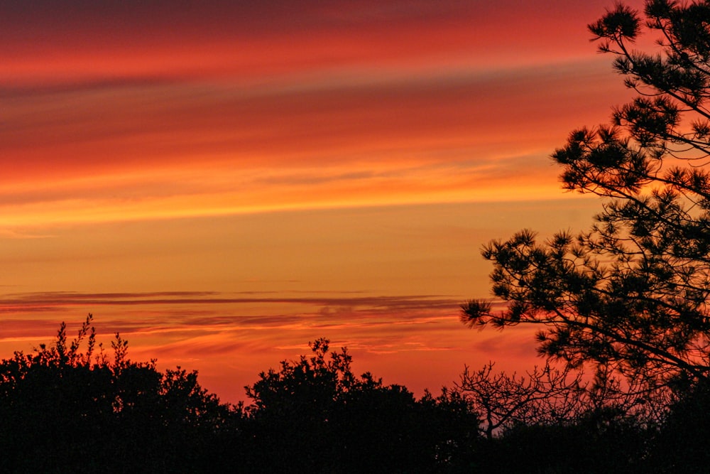 silhouette of trees during sunset