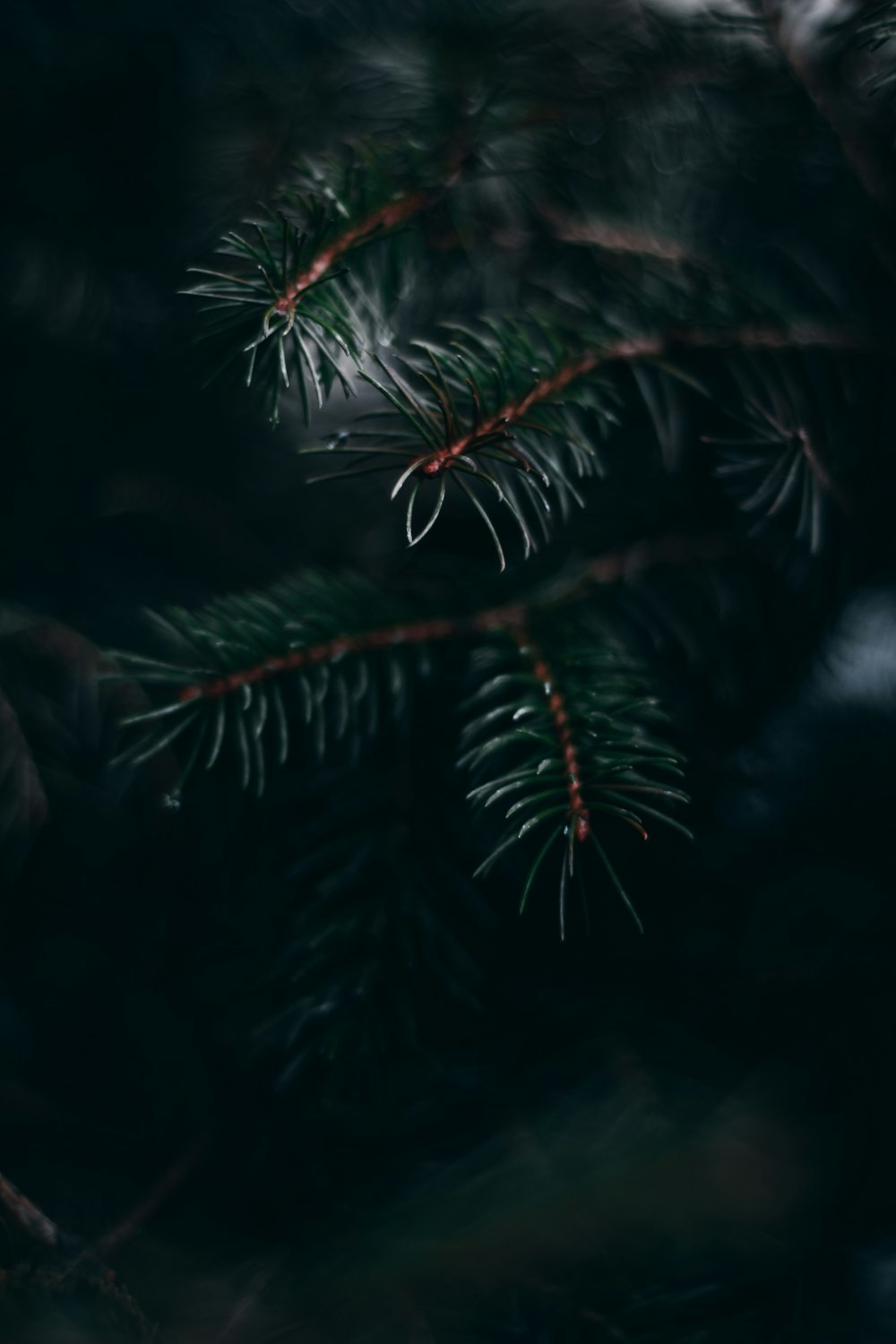 green pine tree leaves in close up photography