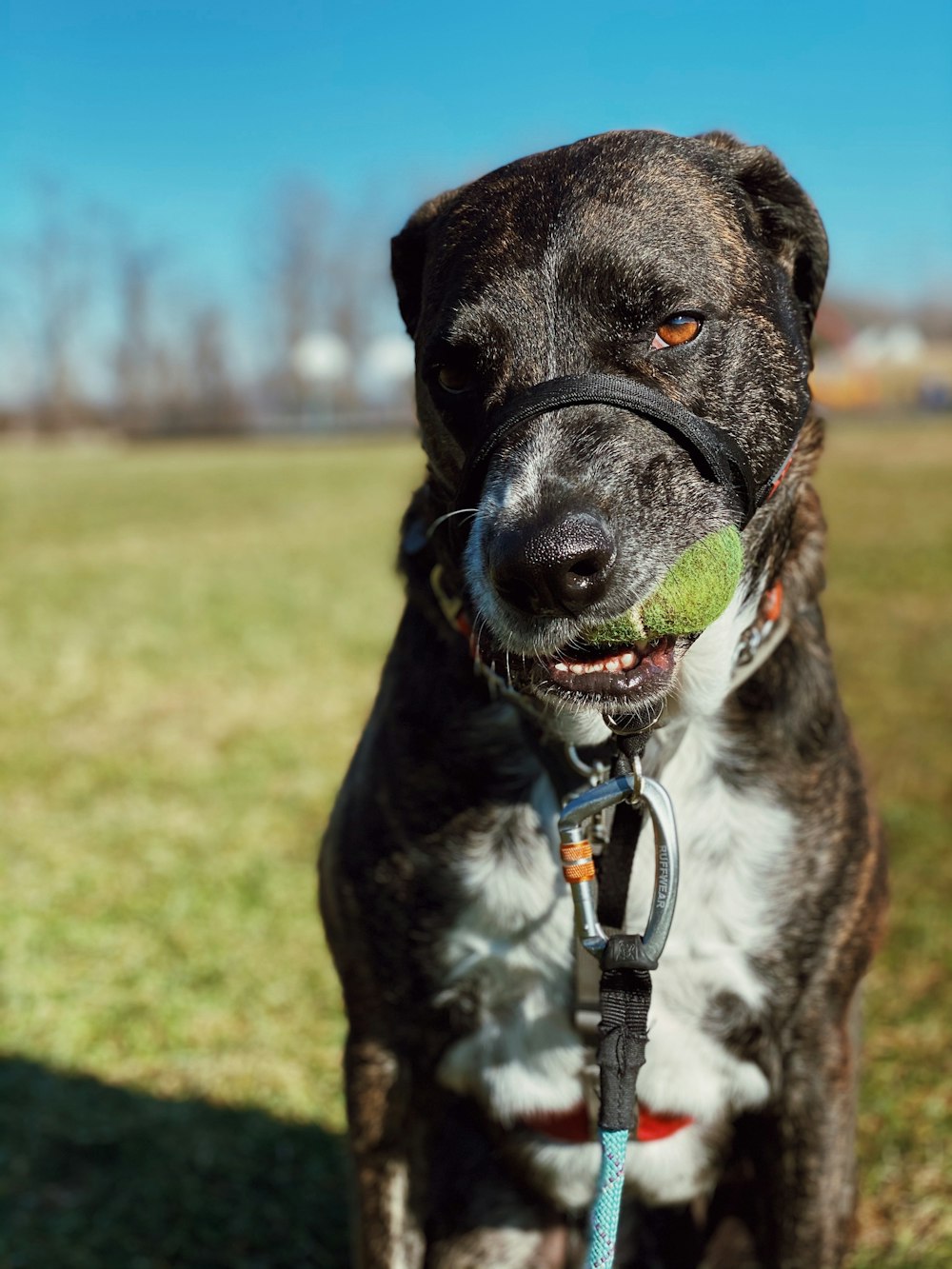 black and white short coated dog on green grass field during daytime