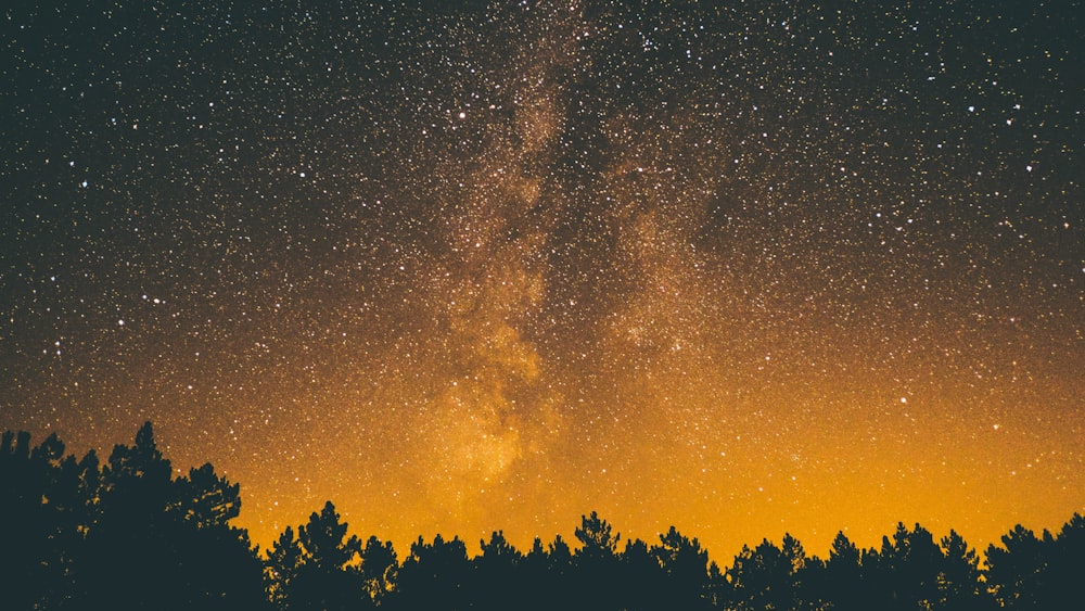 silhouette of trees under starry night