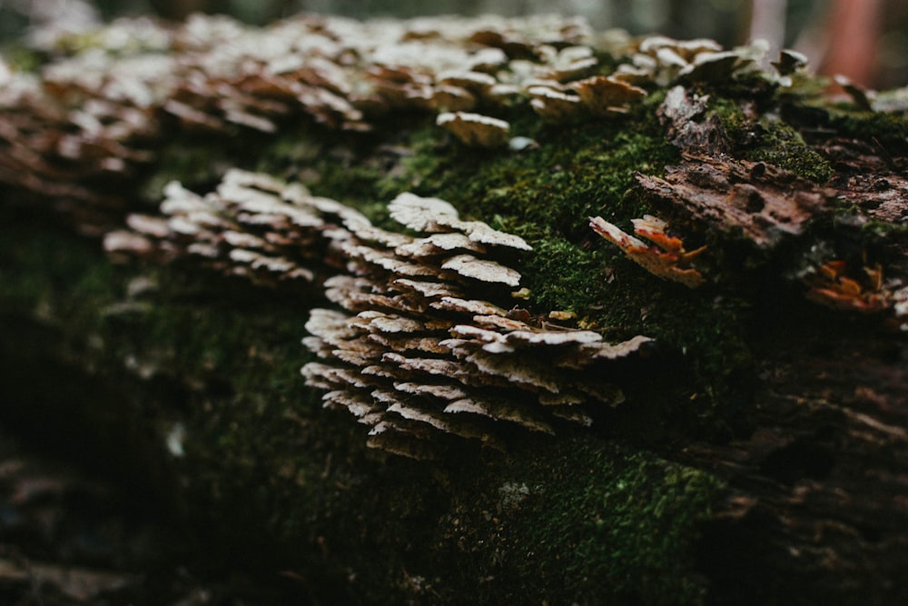 white and brown tree trunk on green moss