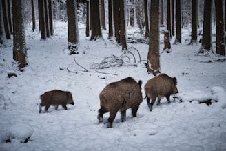 brown animal on snow covered ground during daytime