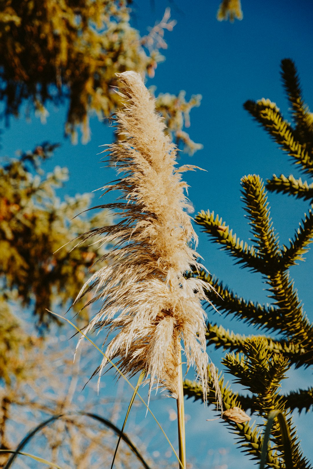 white and brown plant during daytime