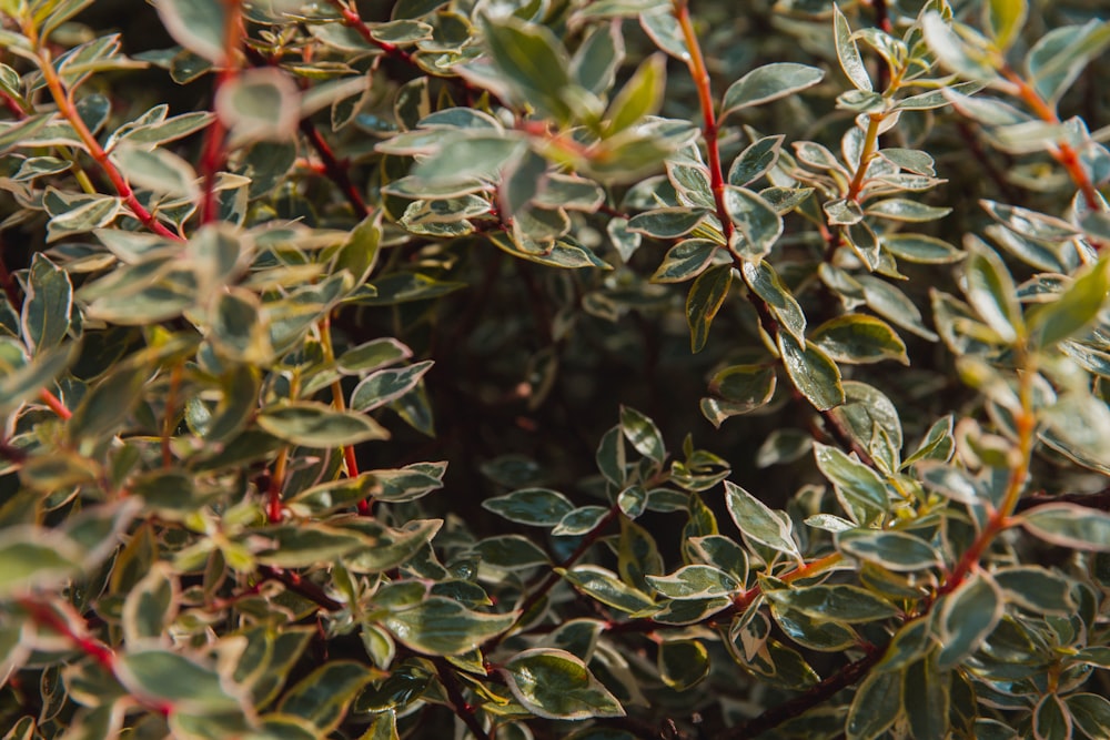 green and yellow leaves plant