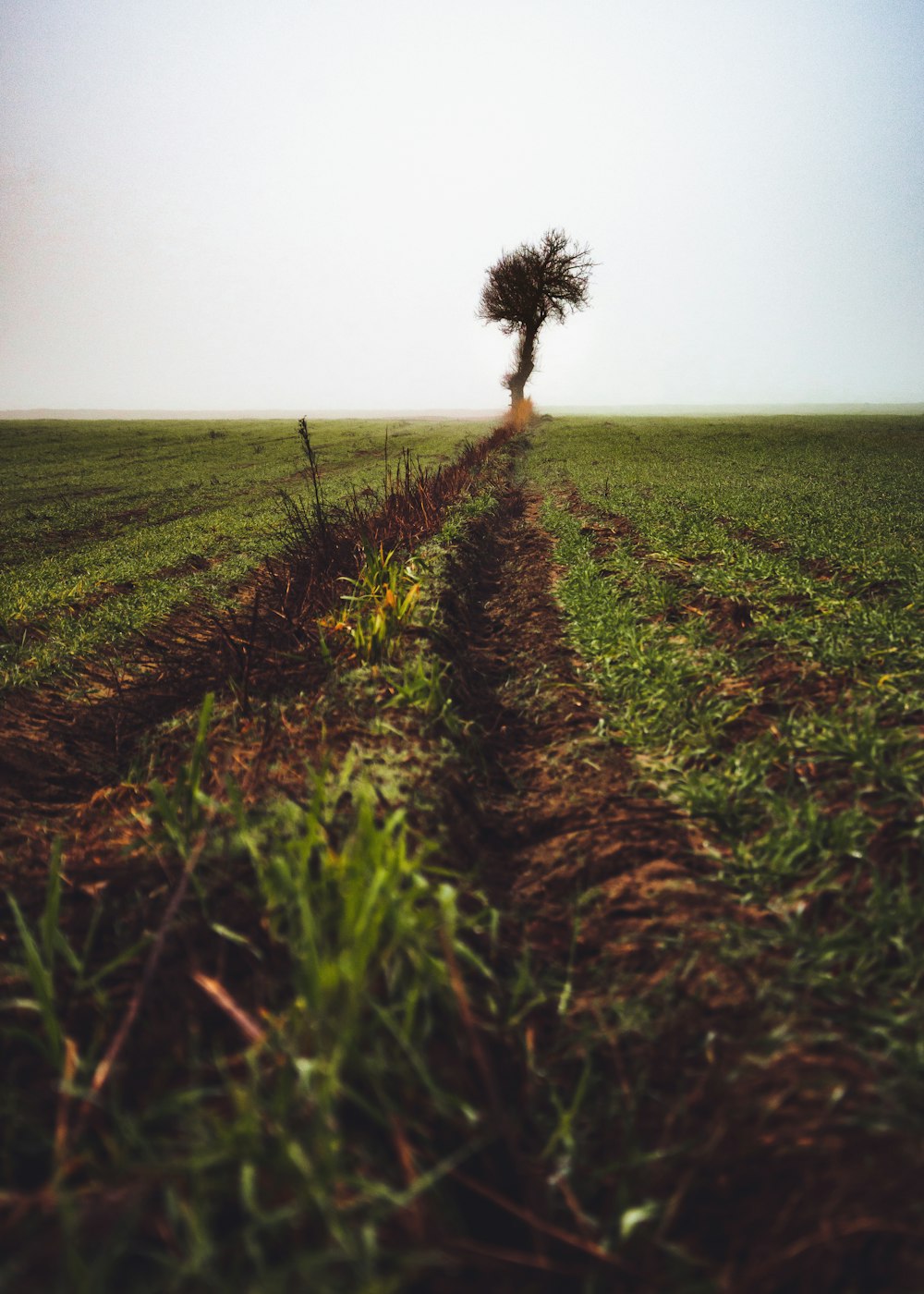 green grass field during daytime