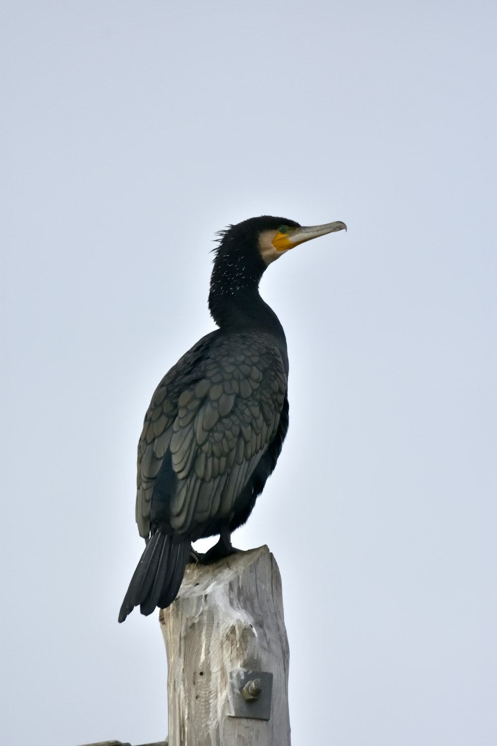 pájaro negro en la rama gris de un árbol