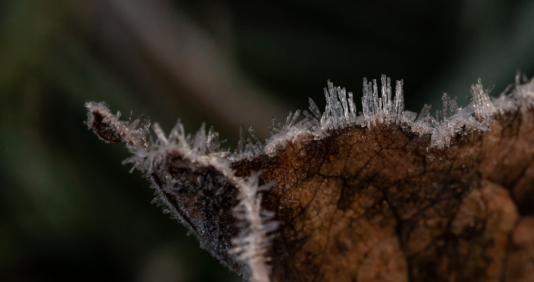 white and brown fur on brown stem