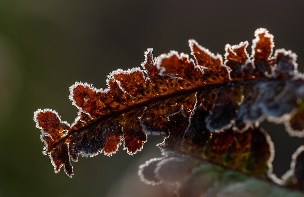 brown dried leaf on water