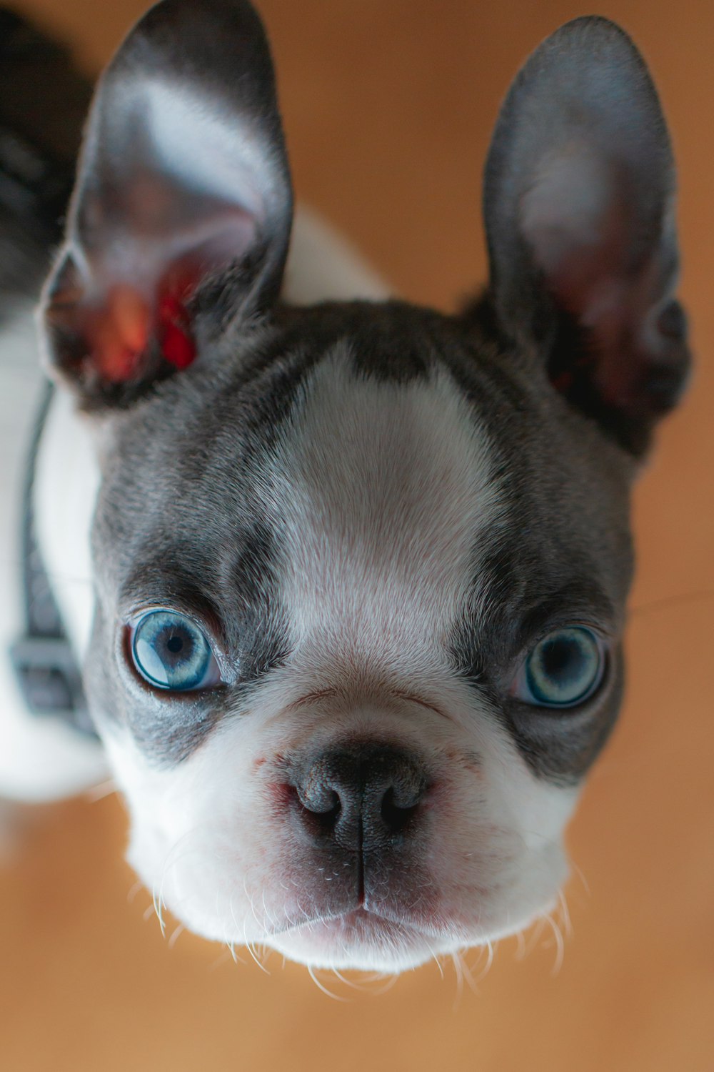 black and white short coated dog